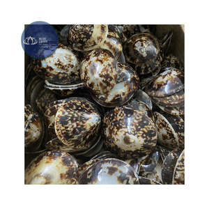 [VENTA EXITOSA] |   Material de Conchas de Limpet Azules Trituradas |   Para la Producción de Posavasos de Resina, Manualidades DIY, Vietnam - Product Image 1