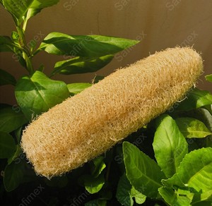 Éponge de Luffa Naturelle Biologique Entière 20-25cm, Cultivée au Vietnam, Design Simple, Emballage Biodégradable, Utilisation Corporelle - Product Image 1