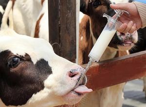 Cánula Veterinaria Reutilizable para Aves, Herramienta de Alimentación Oral por Gavage para Ratas, Ratones, Animales Pequeños y Uso en Laboratorio - Product Image 6
