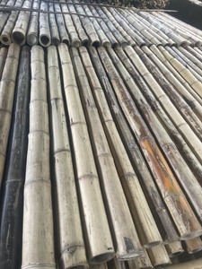 Pôles en bambou naturel pour le soutien des arbres fruitiers, la protection contre le vent et la gestion des cultures - Product Image 3