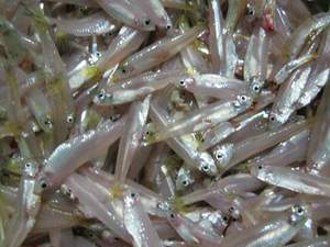 Anchois entiers congelés en gros, petits poissons congelés, fournisseur de fruits de mer en vrac du Vietnam - Product Image 6