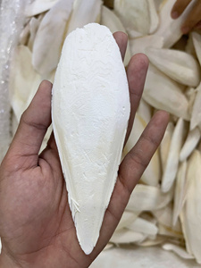 Quality Natural Dried <b>Cuttlefish</b> Bone Squid Bone for Parrots at Factory - Product Image 2