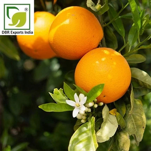 Bulk Neroli <b>Essential</b> <b>Oil</b> for Cosmetic and Home Fragrance Products At Affordable price - Product Image 3