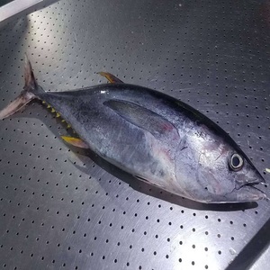 Prix de gros pour thon jaune entier congelé destiné aux acheteurs commerciaux de produits de la mer en quête de poissons de qualité avec une excellente durée de conservation - Product Image 1