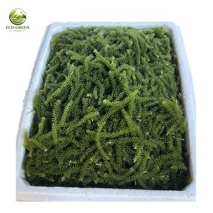 Algues Marines Déshydratées de Haute Qualité, Caviar Vert, Prix Usine Abordable, Algues Salées en Gros, Umibudo Frais, Collation Saine du Vietnam - Product Image 6