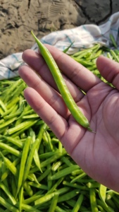 Semillas de Frijol Dorado Cluster Bean, 99% de Pureza Natural, 85% de Germinación, Origen Pakistán - Product Image 6