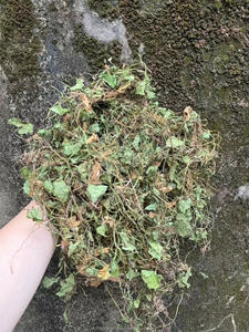 野生のGotu Kola生ハーブ乾燥アーユルヴェーダCentella Asiaticaはインドのペニーワートを残します薬用/エキス/スキンケア使用OEM受け入れます - Product Image 4