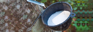 Látex de caucho natural premium de color blanco, 100% látex líquido puro para aplicaciones adhesivas, de juguetes y médicas. - Product Image 5