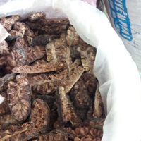 Fournisseur de fruits de noni séchés d'origine vietnamienne proposant des commandes de gros volume pour les acheteurs et les grossistes internationaux