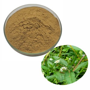 ผงใบบริงราจขายดีที่สุด 100% บริสุทธิ์และเป็นธรรมชาติ ผงอีคลิปตาอัลบา ช่วยเร่งการเจริญเติบโตของเส้นผมและลดการหลุดร่วงของเส้นผม - Product Image 2