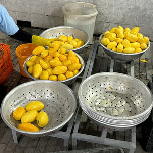 Mango Deshidratado Natural, Fruta Seca para Repostería y Postres, Dulce, Masticable, Estilo Tropical, Paquete a Granel, Origen Vietnam - Product Image 4