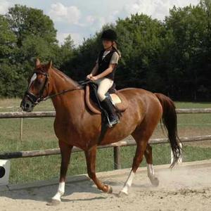 Estribos de Acero Inoxidable con Plataforma Ancha para Distribución de Presión, Control Focalizado en la Monta Estable - Product Image 5