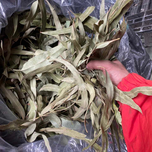 ใบยูคาลิปตัสแห้งเกรดพรีเมียมจากเวียดนาม สำหรับทำเทียนหอมและงานฝีมือที่มีคุณค่าทางโภชนาการ โดย 99 โกลด์ ดาต้า - Product Image 1