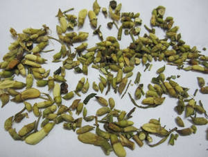 Capullo de Flor de Sófora Entero Seco, Planta Herbal Natural, Material Botánico Ecológico - Product Image 2