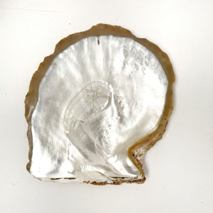 Proveedor mayorista de conchas de ostra perlada, conchas marinas naturales, conchas decorativas al precio más bajo. - Product Image 3