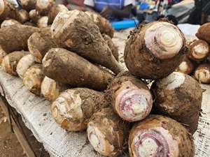 Taro Pelado Congelado IQF en Rodajas, Envasado al Vacío, Alto en Fibra, Vegetal Natural de Grado A, Vietnam, 500 kg - Product Image 5