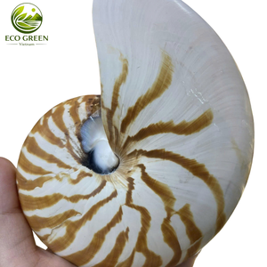 Coquillage marin naturel en spirale, coquille décorative pour la décoration de maison de bord de mer, mariage sur la plage, aquarium et présentation d'artisanat marin - Product Image 6