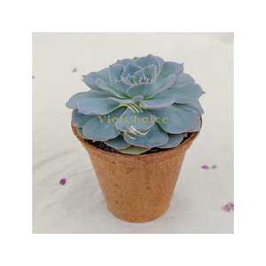 Macetas de Fibra de Coco Natural Amy VietChoice |   Macetas Ecológicas Personalizables Hechas en Vietnam |   Precio Competitivo - Product Image 2