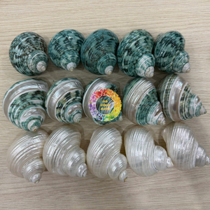 เปลือกหอยสังข์ธรรมชาติขัดเงาสำหรับตกแต่งตู้ปลาและบ้าน หอยสังข์สีเขียวขนาดเล็ก ปูเสฉวน สัมผัสเหมือนจริง - Product Image 1