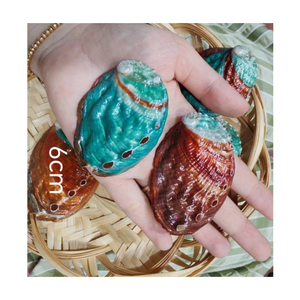 Natural Polished Seashell Home Decor Organic Eco-Friendly Nature Love Theme Shape Well-Used 99 GOLD DATA Emma Vietnam - Product Image 1