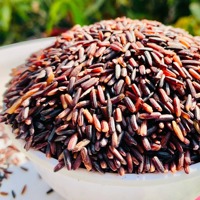 Riz noir supérieur, riz entier riche en antioxydants pour la fabrication alimentaire et les acheteurs internationaux