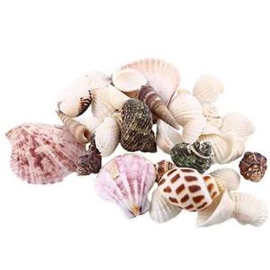 Colección de Conchas Marinas Mixtas para Decoración de Peceras, Decoración Costera y Accesorios de Fotografía - Product Image 1