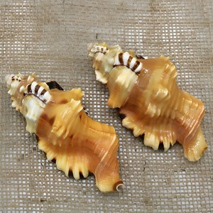 <b>Large</b> sea shell aquarium <b>fish</b> <b>tank</b> <b>ornament</b> cheap price natural seashells beach decor seashell - Product Image 1