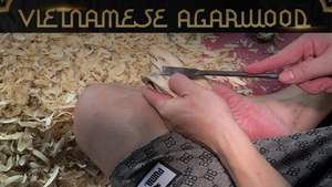 Vietnam Royal Aroma Natural Agarwood Chips | Premium Oud, Slow & Long Burning - Product Image 4