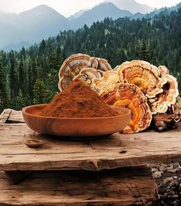 Polvo de Hongo Cola de Pavo Orgánico a Granel, Superalimento, Extracto de Hongo Medicinal para Formulaciones Nutracéuticas y Herbales - Product Image 2