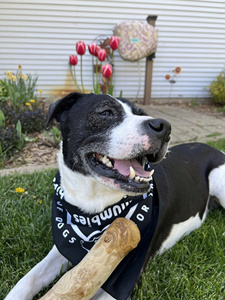 ไม้กาแฟสำหรับสุนัขเคี้ยวเล่น ทนทาน ของเล่นสุนัขจากธรรมชาติ สำหรับสุนัขที่ชอบกัดแทะอย่างรุนแรง สำหรับสุนัขพันธุ์ใหญ่ - Product Image 6