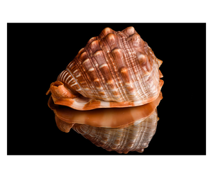 Adornos de concha de Caracol turbo de Vietnam Tropical respetuosos con el medio ambiente, conchas marinas pulidas para acuarios, acentos, artesanía costera - Product Image 2