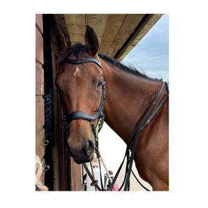 Brida Anatómica de Cuero Personalizable de Calidad Superior, Cabezada Ecuestre con Protección Facial Suave, Cómoda para Caballos - Product Image 4