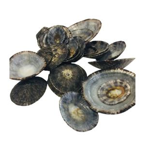 Coquilles de limpets polies écologiques de haute qualité en vrac, coquillages naturels modernes pour la fabrication de bijoux - Product Image 1