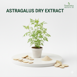 Extrait sec d'Astragale Sivaroma pour les acheteurs commerciaux soutenant les lignes de production de produits naturels - Product Image 6