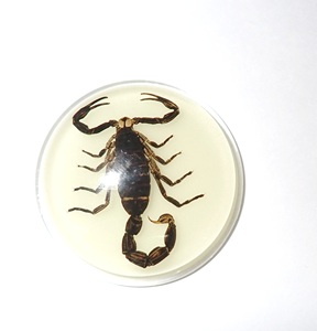 Cabujón de Plástico con Espécimen Real de Escorpión Negro, Redondo, 38.5x38.5 mm, Base Plana Brillante para Manualidades y Joyería - Product Image 4
