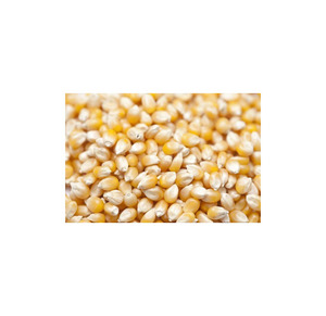 ข้าวโพด GMO คุณภาพพรีเมียม ขายส่งจำนวนมาก เกรดอาหาร พร้อมส่ง คุณภาพดีที่สุด บริการ OEM จากผู้ผลิต - Product Image 2