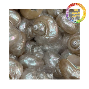 Concha de Turbo Natural con Acabado Pulido y Brillo Verde Azul Perlado Natural para Decoración del Hogar y Manualidades - Product Image 4