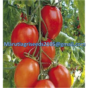 Sản xuất mới cho cà chua moneymaker Dark Red Vòng phân khúc cà chua đa dạng có sẵn cho mở lĩnh vực tốt nhất giá cả hợp lý - Product Image 4