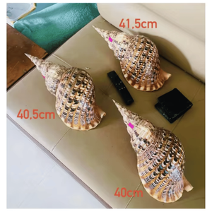 [ขายดี] เปลือกหอยทริทอนธรรมชาติสุดงดงาม - หอยสังข์ขัดเงาแท้ 100% สำหรับงานแต่งงานริมชายหาดและตู้ปลา - Product Image 2