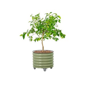 Vases en bois de Sheesham, pots à fleurs, design moderne du milieu du siècle, couleur naturelle, fabriqués à la main, 25x25x10 cm, forme rectangulaire, OEM personnalisé - Product Image 5