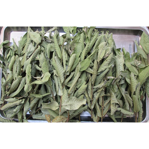 <b>Clear</b> Out Price Dried Guava Leaf Whole Leaf Factory Direct Price Sun Dried Herbal Leaves Carton <b>Box</b> Packed Vietnam Origin - Product Image 6