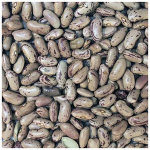 Highest quality Sugar <b>Beans</b> Natural Dry Light <b>Beans</b> Good Price Product Bulk White Speckled Kidney <b>Bean</b> for food - Product Image 2