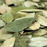 Feuilles de Séné à Haute Teneur en Sennosides, Triées Sans Tiges, Sans Poussière, Pour Mélange de Thé Laxatif, Norme d'Exportation Mondiale pour Usines