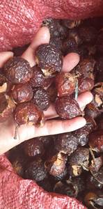 Natural Dried Soap Nuts Soapberry Washnut Berries Bulk Supply for Laundry <b>Detergent</b> Household Cleaning Wholesale Vietnam Exporte - Product Image 3