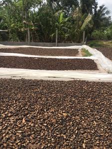 Rodajas de Noni Secas de Alta Calidad con Humedad Controlada para Almacenamiento a Largo Plazo y Comercio de Exportación - Product Image 6