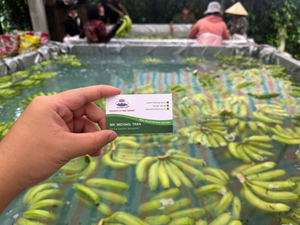 Vietnam Cavendish Banana Clean Fresh Healthy Choice - Product Image 6