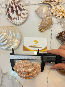 โรงงานเวียดนาม จำหน่ายเปลือกหอยสังข์ขนาดเล็กแบบธรรมชาติ สำหรับงานฝีมือ ของที่ระลึก ของตกแต่ง จำหน่ายส่งออกจำนวนมาก - Product Image 3