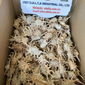 Conchas Marinas Naturales Decorativas para Decoración del Hogar, Proveedor al por Mayor - Product Image 6