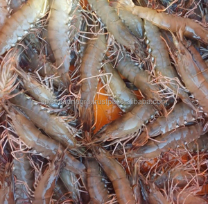 Listo para Enviar: Camarones Congelados de Calidad Premium al por Mayor, Grado Alimenticio HLSO, Suministro a Granel, Fabricante Exportador F. ABREU, 25kg - Product Image 4