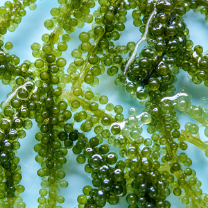 Uvas de Mar Frescas al por Mayor / Caviar Verde / Algas Orgánicas para Sashimi / MS ALINA - Product Image 6